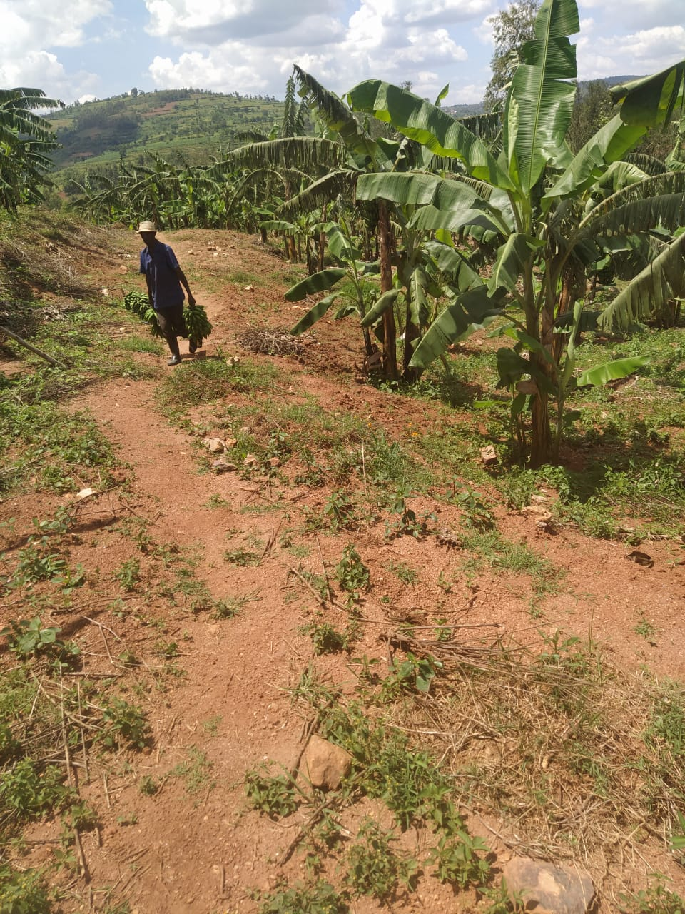 Man in Plantains Farm